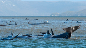 En Australia intentan salvar a más de 250 ballenas varadas en la isla de Tasmania (Fuente: EFE)