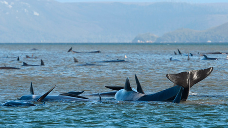 En Australia intentan salvar a más de 250 ballenas varadas en la isla de Tasmania (Fuente: EFE)