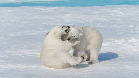 Debido al calentamiento global es cada vez más frecuente el canibalismo entre osos polares.