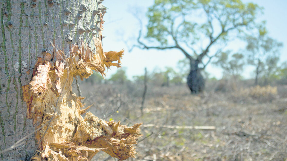 Chaco es la provincia con mayor cantidad de hectáreas con desmonte.