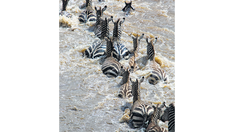 Manada de cebras cruzando el río Mara, en su vuelta al Serengueti.