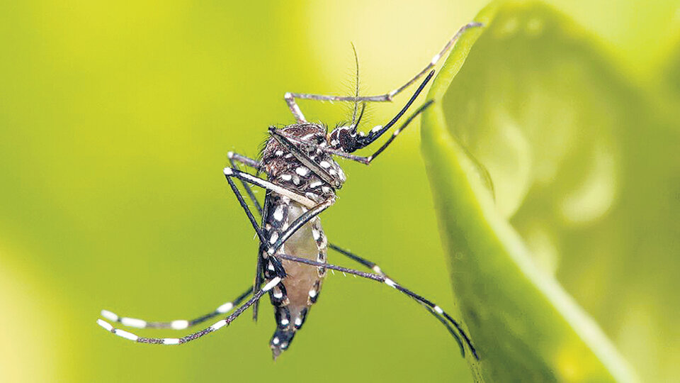 El Aedes aegypti es el portador del virus del dengue.