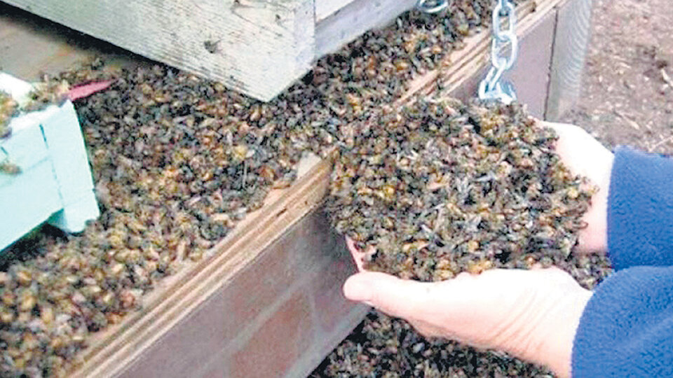 La mortandad de abejas ocurriÃ³ en Traslasierra, en marzo pasado.