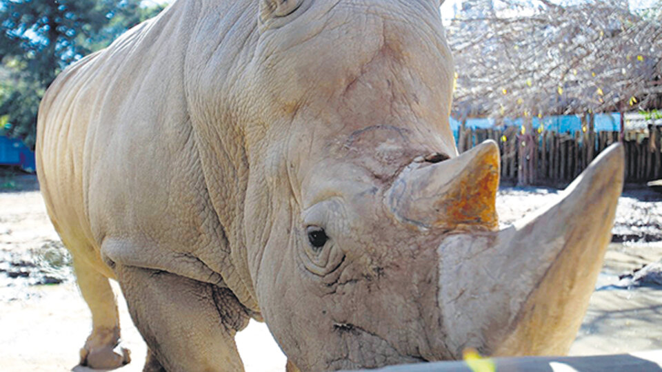 La rinoceronte Ruth murió el 14 de julio por una infección generalizada. El 24 murió Shaki.
