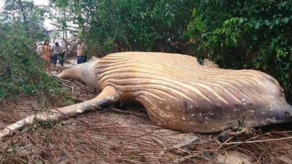 La ballena de diez toneladas fue encontrada en el Amazonas, lejos de su hábitat natural.