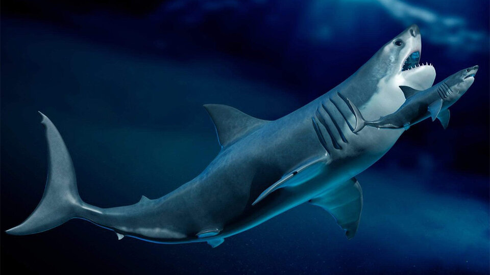 ataques reales de tiburones megalodon