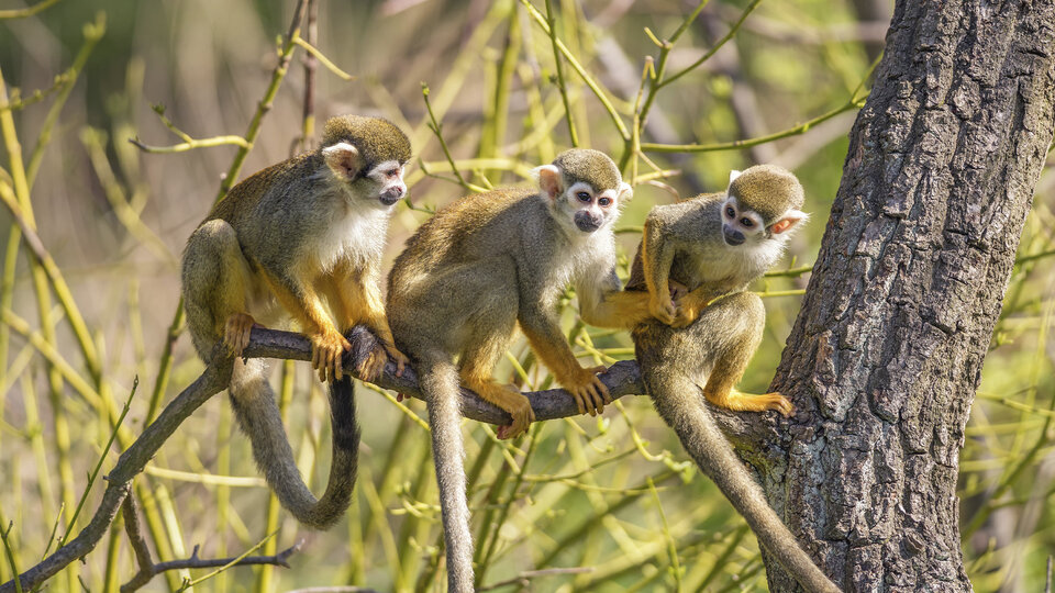 Surinam, los monos, el virus y los cien tonos de verde | Autostop #30