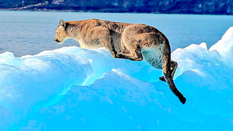 La increíble foto de un puma sobre un iceberg en el Parque Nacional Los  Glaciares | Turistas tomaron la imagen del animal en Santa Cruz | Página12