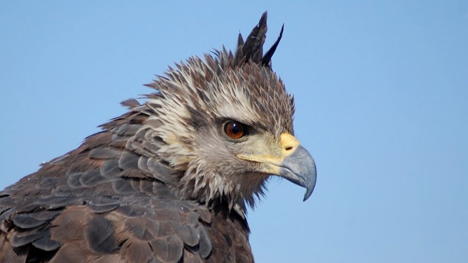 Águila Coronada: quedan menos de 1000 ejemplares en el país | Especies en  peligro | Página12