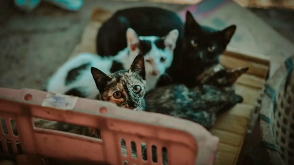 France: Discovery of one hundred dead cats in retirement home | The 81-year-old will suffer from Noah syndrome France: Discovery of one hundred dead cats in retirement home | The 81-year-old will suffer from Noah syndrome