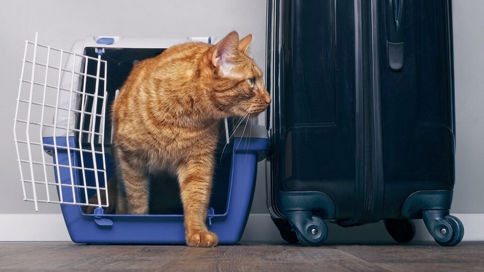 Transportadores para perro o gato – MariaCe Posada Gatos y Perros