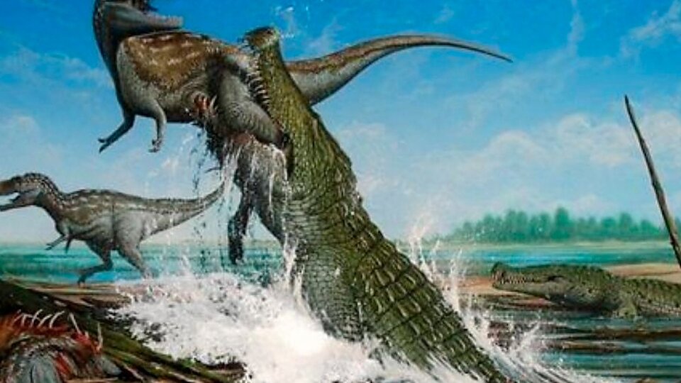 Descubren los restos de un dinosaurio en el interior de un cocodrilo  fosilizado | Son piezas del Cretácico identificadas en Australia | Página|12