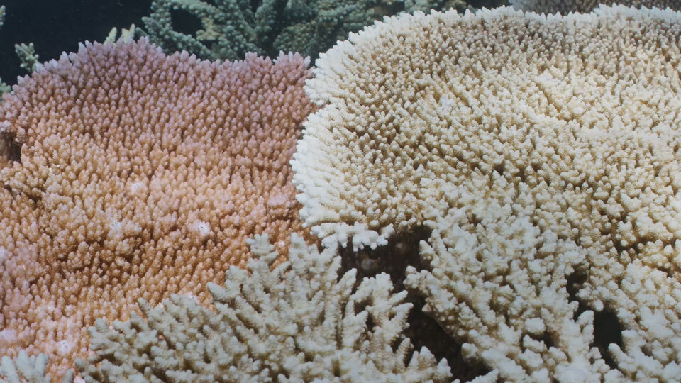 La Grande Barriera Corallina soffre di sbiancamento e avverte che è un disastro