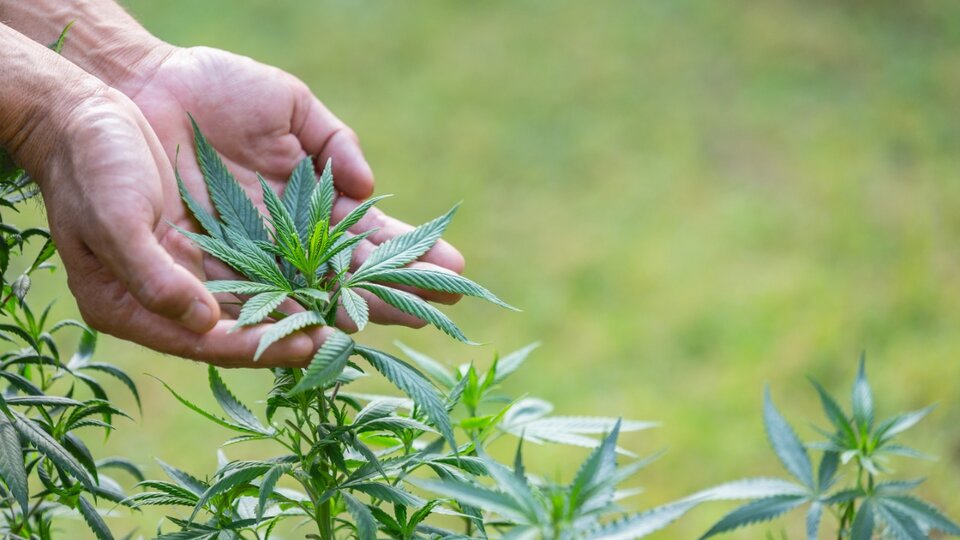 Perché 420 il numero di marijuana?  |  giornata della cannabis