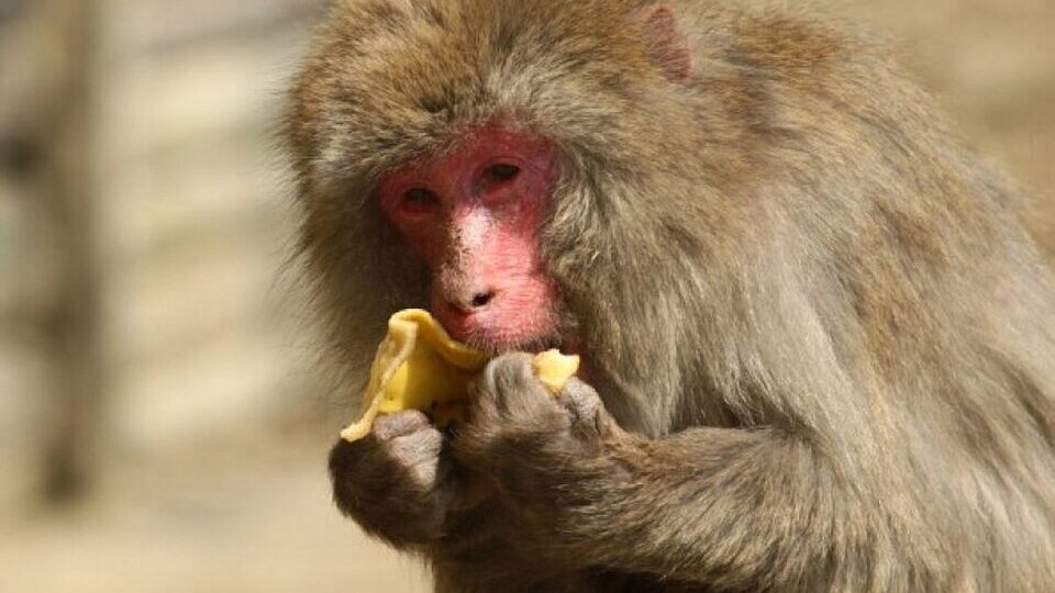 Viruela del mono: un llamado a no alarmar a la población |  El Caso detectado en CABA es «potencialmente confirmado», informa Fern Quirs