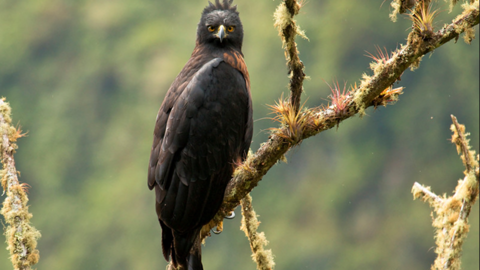 Águila Poma: una poderosa rapaz en peligro de extinción | Especies  amenazadas | Página12