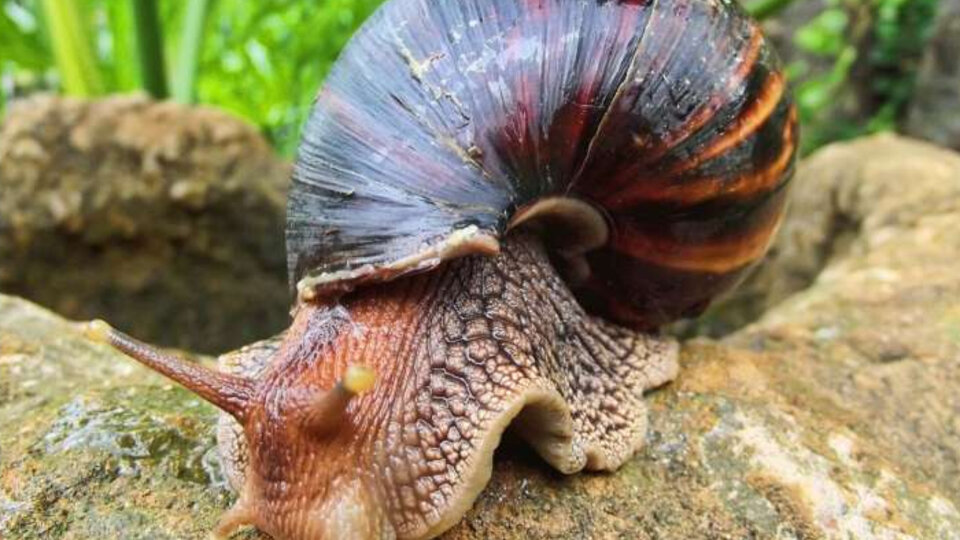 US: Giant land snail invasion forces entire Florida county to be quarantined |  Pasco County, Florida declared a quarantine