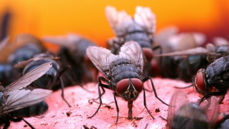 Uruguay: More than 25 million flies per week to be released to fight cattle disease |  They are dispersed in the air from airplanes