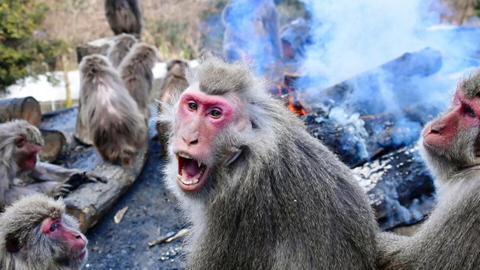 They hunt a monkey in Japan from a herd that has attacked up to 50 people |  Like Planet of the Apes