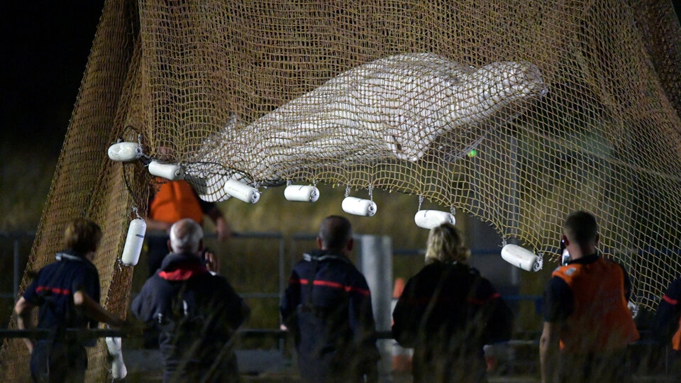 Francia: murió la beluga de 800 kilos que estaba atrapada en el río Sena | Llevaba una semana varada 