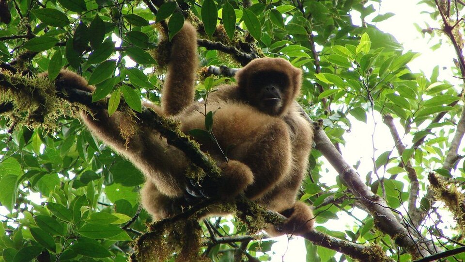 Por qué los monos están bajando de los árboles | Crisis ambiental | Página12