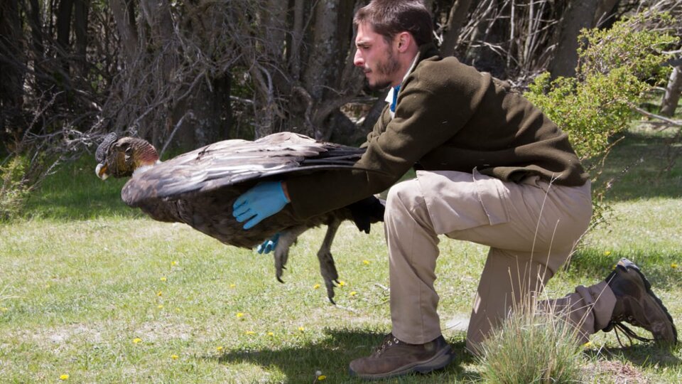 Facundo Barbar: “Encontramos el primer nido de águila viuda registrado en  Argentina” | ENTREVISTA | Página12