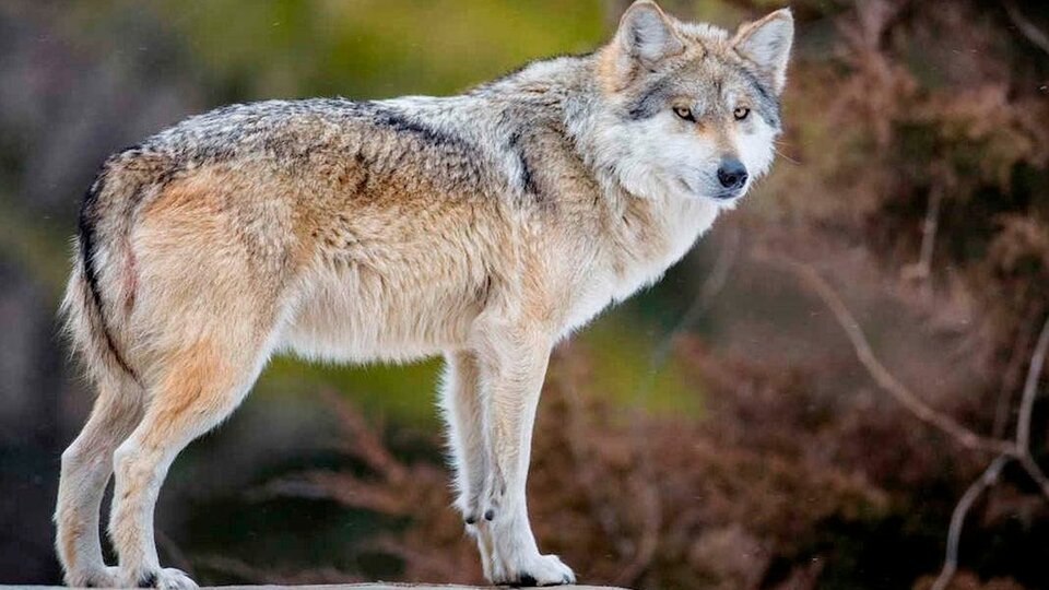 Lobos de Yellowstone: descubren que lo que convierte en líderes a algunos  ejemplares es un parásito | También a afecta a hienas y humanos | Página|12