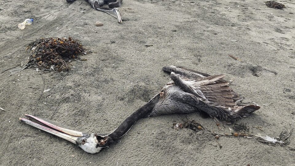 Perú Reporta La Muerte De Más De Trece Mil Aves Marinas Silvestres Por