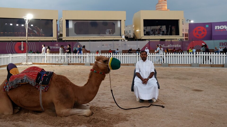 Qual è il virus della “influenza del cammello” che colpisce la Francia e mette in allerta il Qatar?  Quali sono i sintomi e come possono essere evitati?