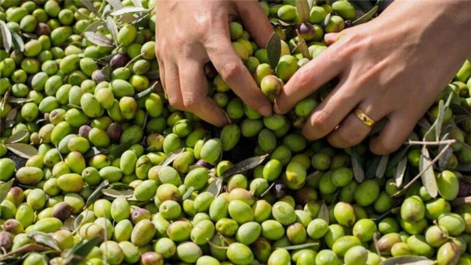 Aprendiendo sobre la recolecci&oacute;n de olivas