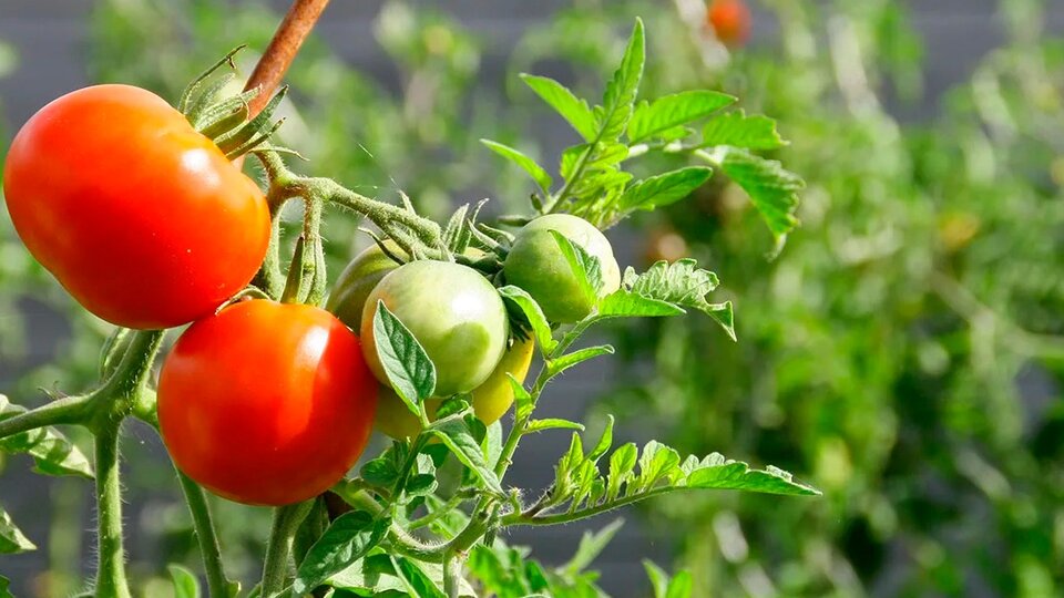 Plants complain when stressed Harvard and Tel Aviv scientists