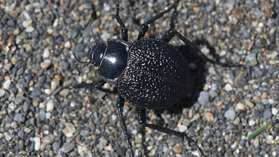 They investigate the benefits that beetles bring to ecosystems and