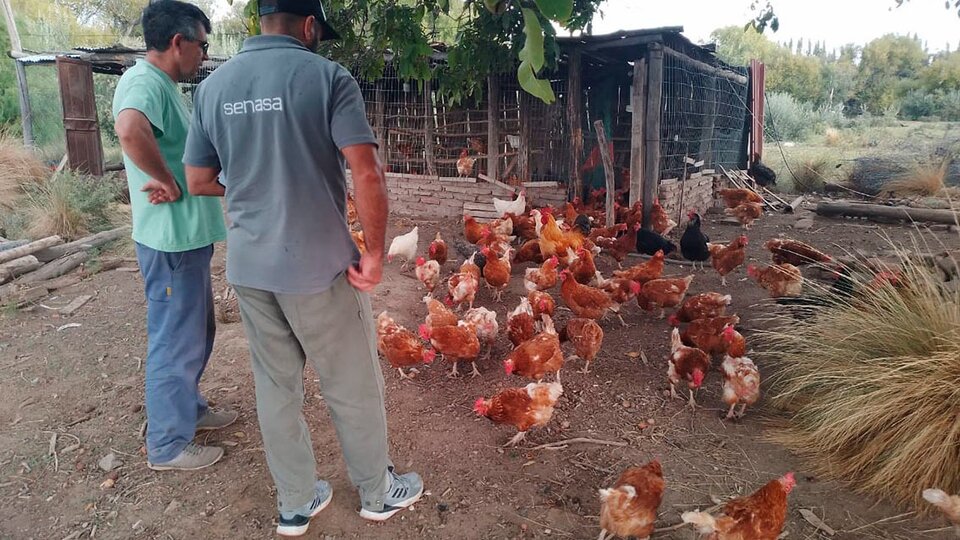 Avian flu almost controlled |  Senasa advances with the reopening of markets