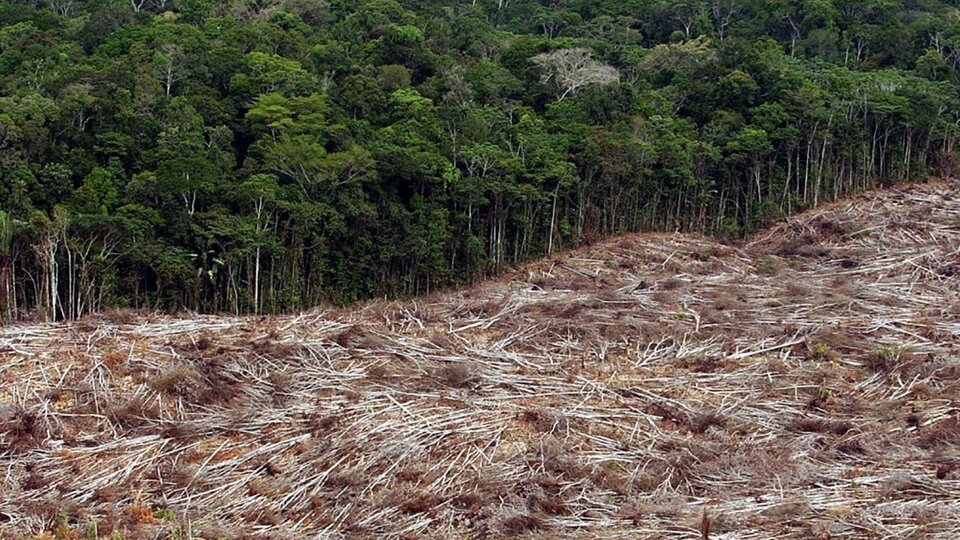 Cae la desforestación en la región de la Amazonia | La pérdida de vegetación es la más baja de los últimos cuatro años en Brasil