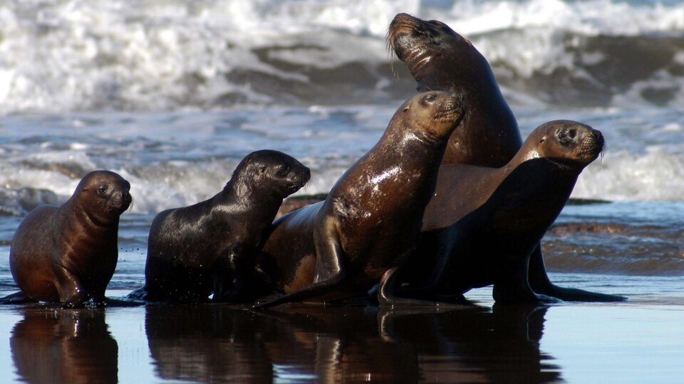 Senasa Confirms New Avian Influenza Outbreaks in Necochea and Santa Cruz Sea Lions The agency’s hypothesis is that “sea lions picked up the disease from sick wild birds” that shed the virus through their feces.