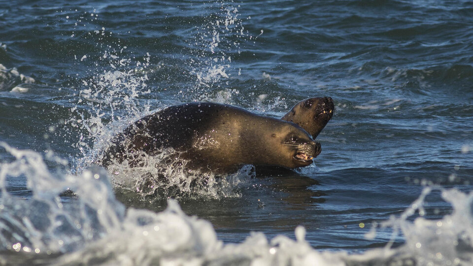 New bird flu outbreak in sea lions in Buenos Aires and Chubut provinces They closed the southern breakwaters of Mar del Plata