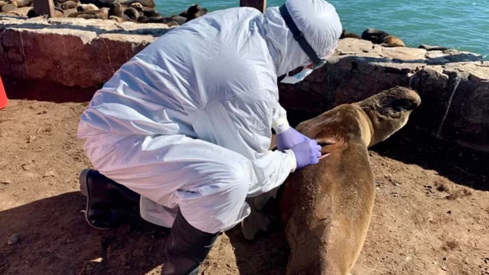 Sea lions: more than 200 sea lions found dead in 17 days in Chubut Province | More than 30 people tested positive for bird flu