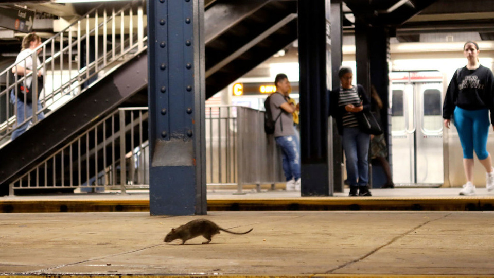 Comendo com ratos': Nova York está sofrendo com invasão de roedores