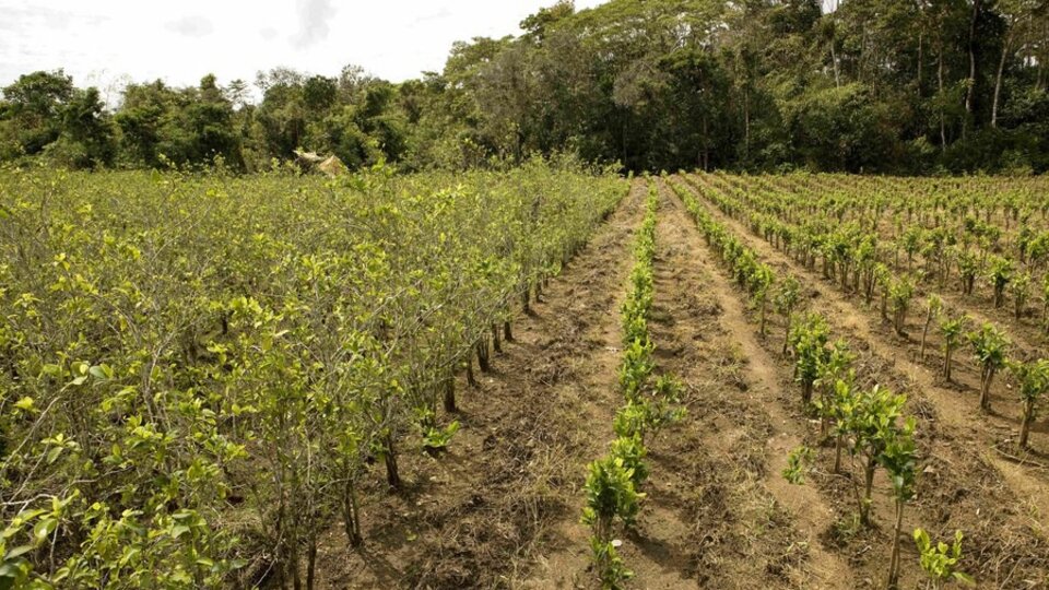 La prohibición de drogas daña el medioambiente | Según un informe publicado a menos de dos meses de la COP28