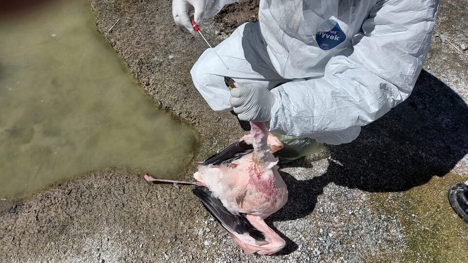 220 flamingos have died from bird flu in Catamarca | Confirmed by Biodiversity Council