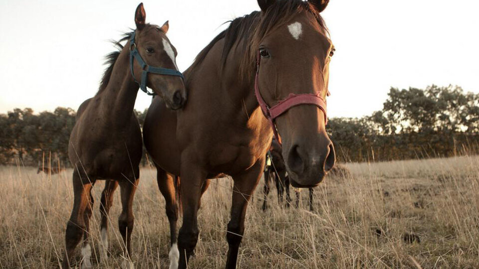 Confirman Un Muerto Por Encefalitis Equina En Santa Fe | Hay 12 Casos ...