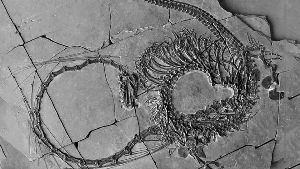 They found fossils of a “Chinese dragon” 240 million years old  It is an aquatic reptile that reaches a length of five meters.