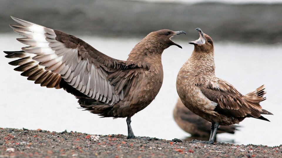 Bird flu detected in Antarctica for the first time | Essential role of Argentinian scientists