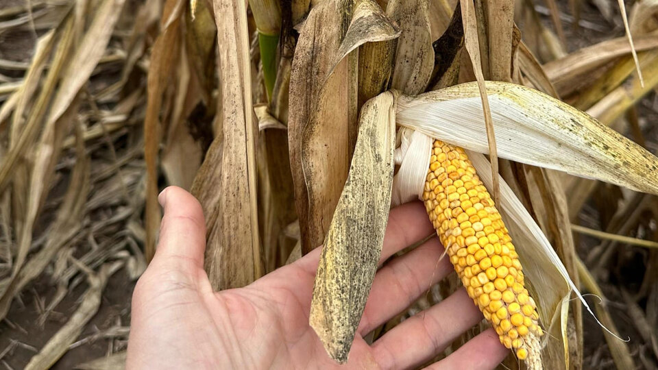 The State, the principle actor to guard the corn harvest |  INTA’s discovery might forestall leaf blight sooner or later