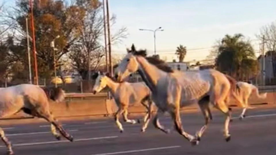 Caballos corriendo en la autopista Panamericana