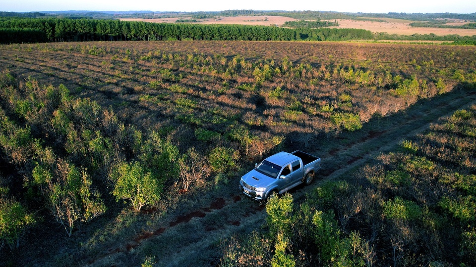 La desregulación yerbatera amenaza a los productores