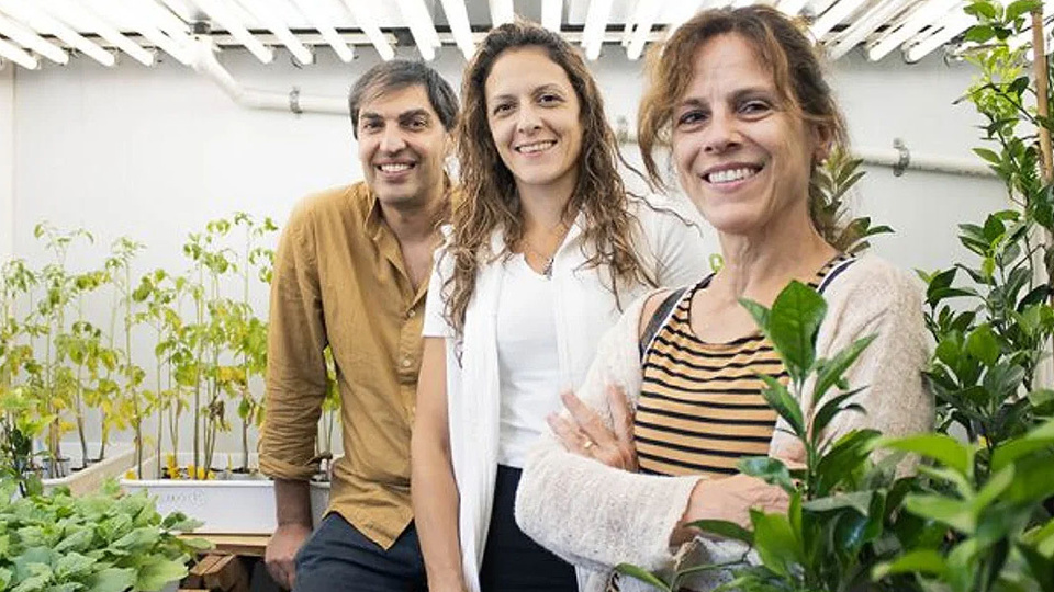 Romero can be a “vaccine” for crops | A natural alternative to the use of agrochemicals
