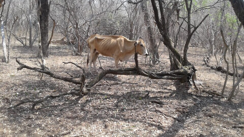 Por la sequía ya hay animales muertos en Salta | El Chaco en emergencia |  Página12