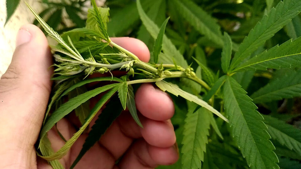 Cannabis medicinal: juicio a dos cultivadores