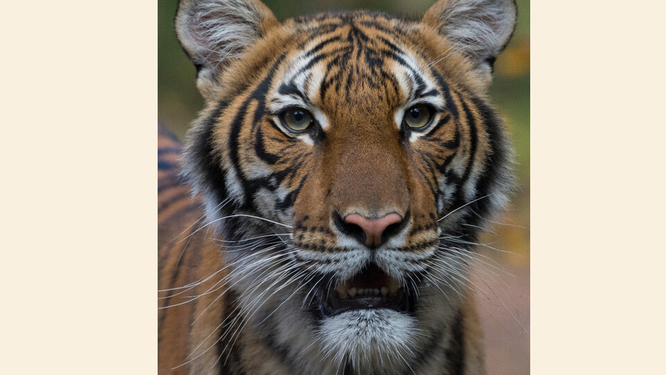 Coronavirus: a tigress in a New York zoo di …